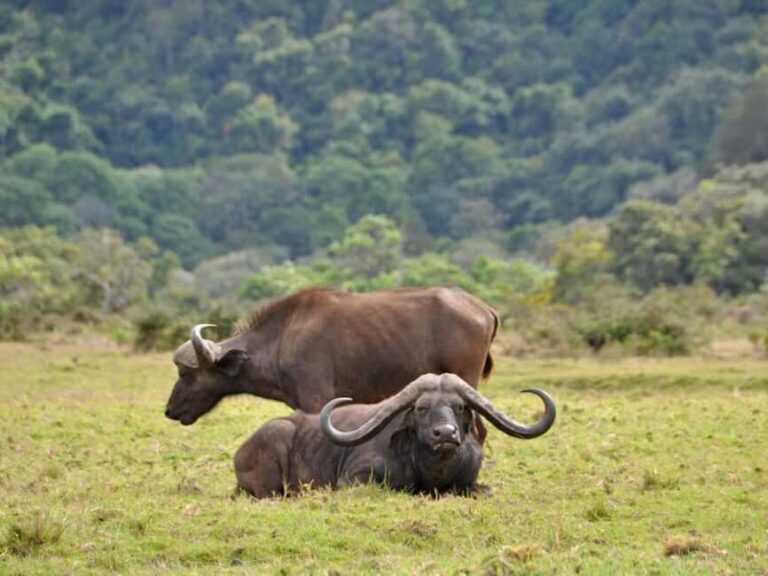 4 Days Tanzania Safari - What’s Included and What’s Not