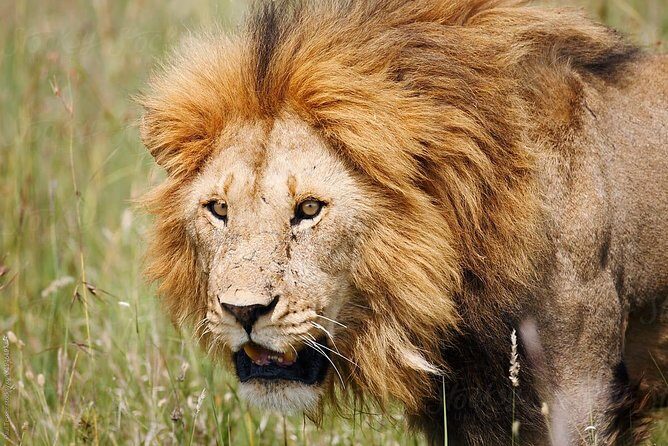 4 Days Tanzania Safaris To Tarangire, Serengeti And Ngorongoro Big 5 Safaris - What Does This Tour Mean for You?