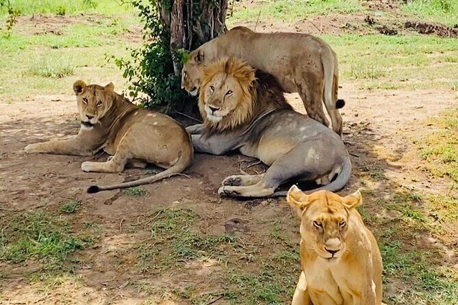 4 days Tarangire National park, Serengeti National park and Ngorongoro crater - Day 2: Transition to Serengeti via Ngorongoro