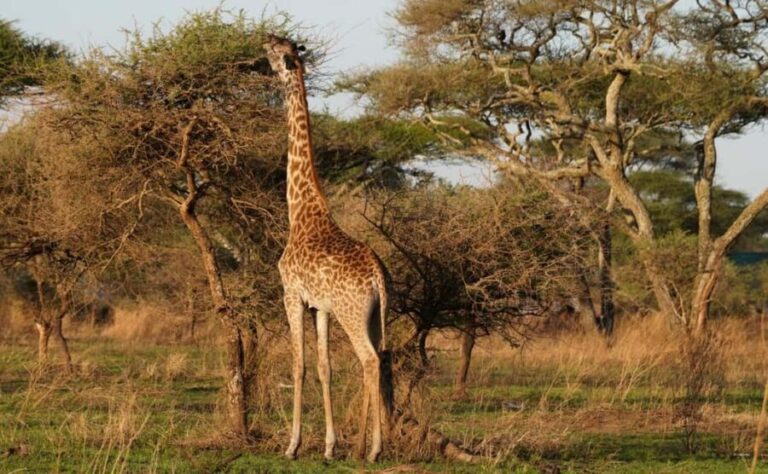 4 Days Tarangire, Serengeti, Ngorongoro Group Camping Safari - The Itinerary Breakdown: What to Expect