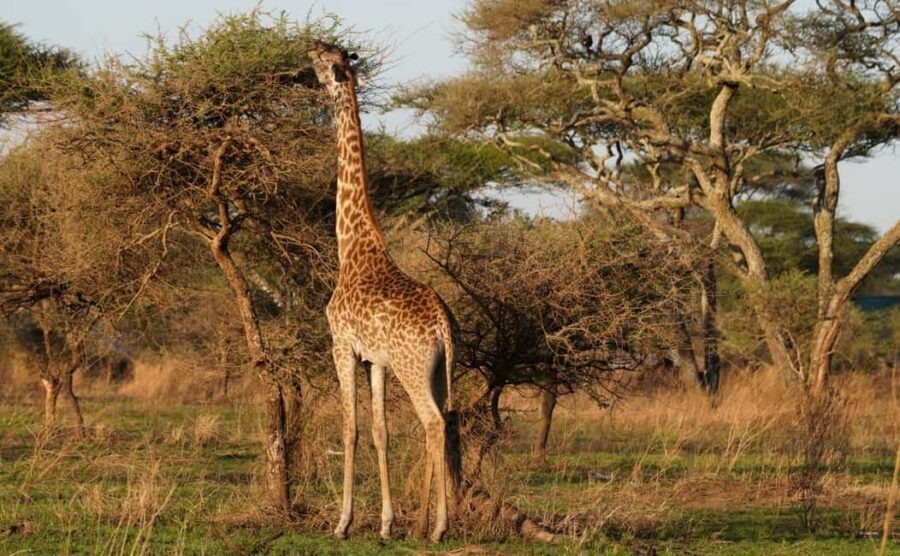 4 Days Tarangire, Serengeti, Ngorongoro Group Camping Safari - The Itinerary Breakdown: What to Expect