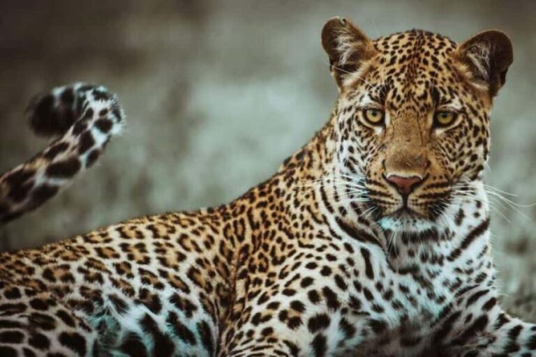 4 days: The Wonders of Tanzania. - Practical Tips for Travelers