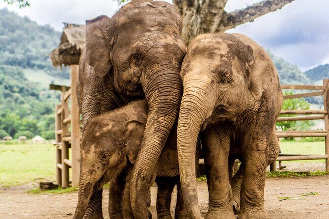 4 Days Tour of Chiang Mai and Chiang Rai - What Travelers Love Most