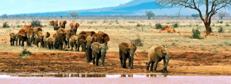 4 Days Tsavo East/West & Amboseli National Park From Mombasa - Practical Considerations and Traveler Tips