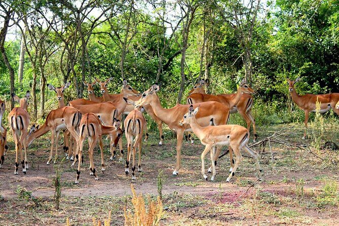 4 Days Uganda Gorilla and Wildlife Tour - Exploring the Itinerary: What to Expect Each Day