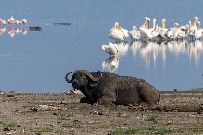 4 Days wildebeest lake nakuru masai mara safari - Real Experiences from Travelers