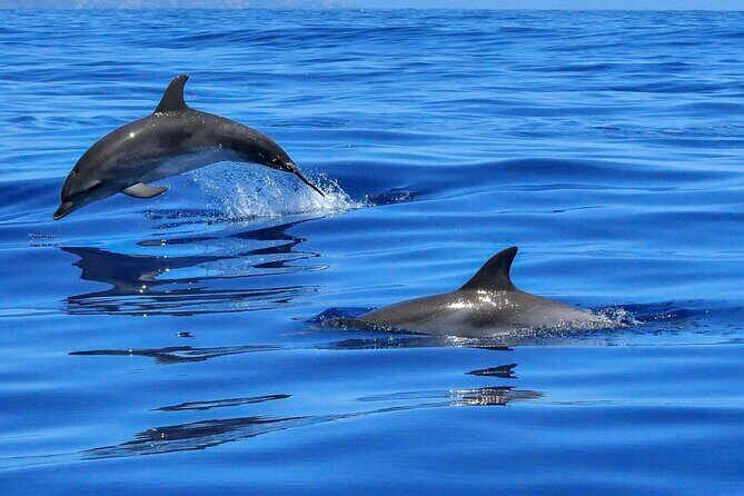 4-Hour Private Speedboat to See Dolphins from Hurghada - Why This Tour Offers Great Value