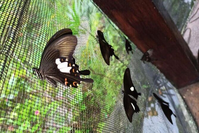4-Hour Private Tour in Jatiluwih Terraces and Butterfly Park - An In-Depth Look at the Tour’s Highlights