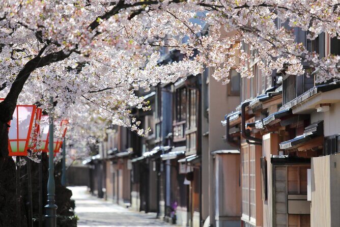 4 Hour Unique Kanazawa Cherry Blossom Sakura Private Experience - The Value of This Tour