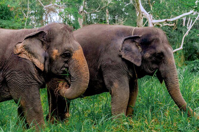 4-Hours Phuket Ethical Elephant Sanctuary Tour with Lunch - Who Will Love This Tour?
