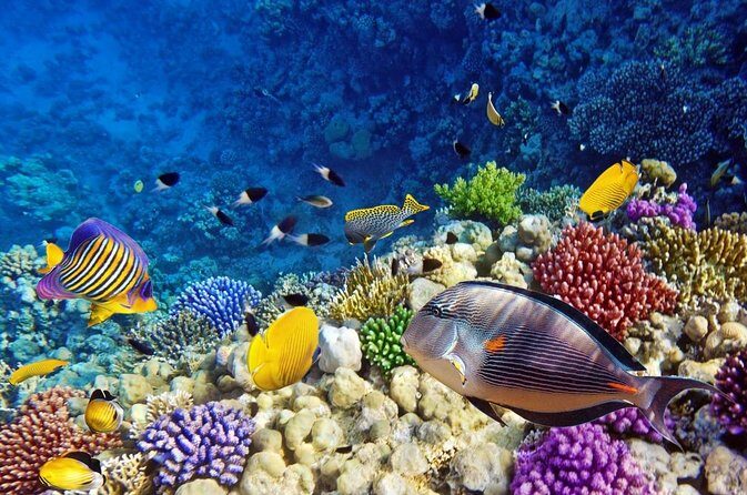 4 hours private speedboat & snorkeling in the red sea - Transportation & Duration