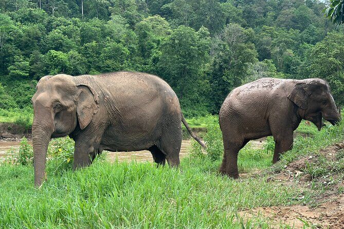 4 in 1 Elephants Long Neck Rafting and Sticky Waterfall Tour - Final Thoughts: Is It Worth It?