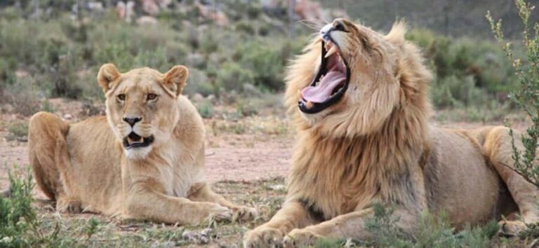 4 Star 5 Days Cape Town Package - How the Experiences Fit Together