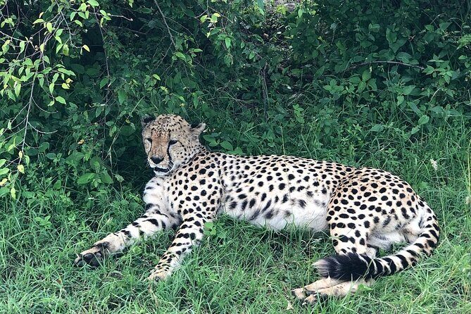 4day Maasai Mara, Lake Nakuru, and Lake Naivasha - What Makes This Tour Stand Out