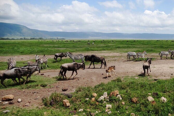 5 day 4 Nights Private Adventure Camping Norther Tanzania Safari - Practical Details and What You Get for Your Money