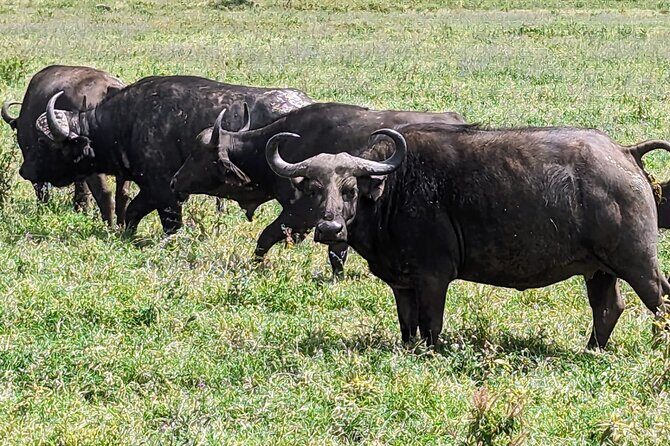 5 day Amboseli, Tsavo east and west expedition - Who Will Love This Safari?