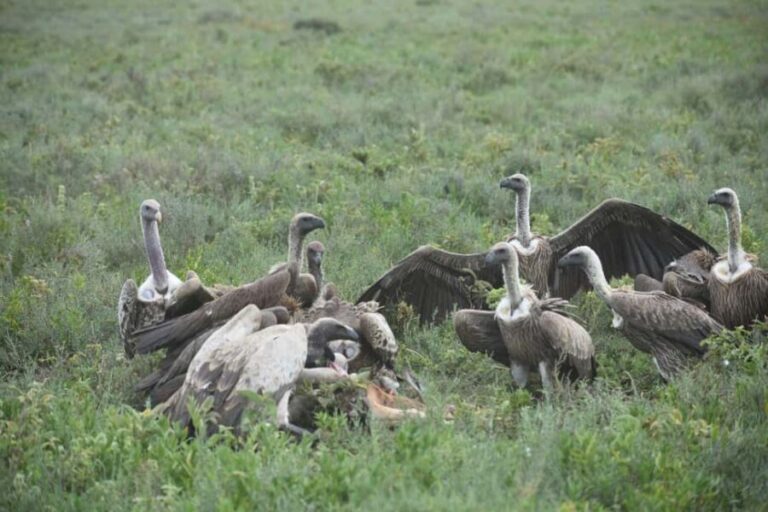 5-Day Best of Tanzania Mid-Range Safari Comfort - What This Safari Excels At