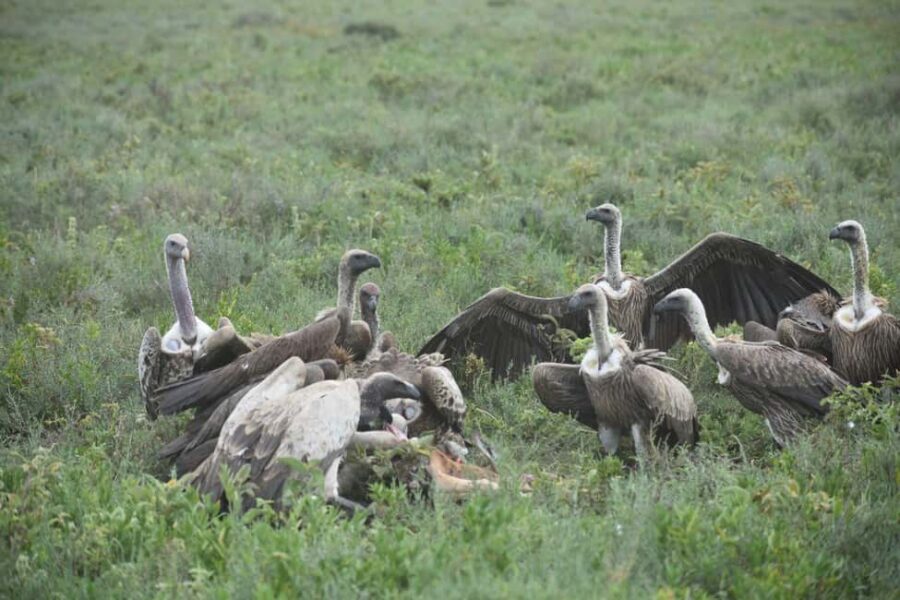 5-Day Best of Tanzania Mid-Range Safari Comfort - What This Safari Excels At