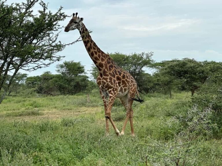 5 Day Best of Tanzania wildlife Safari - What’s Included and What’s Not