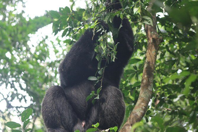 5-Day Big 5 Kidepo valley National Park Safari - Introduction: Discovering Uganda’s Wilderness