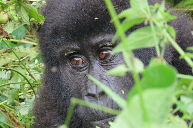 5-Day Bwindi Gorilla and Chimpanzee Trekking Safari in Uganda - Who Will Love This Tour?