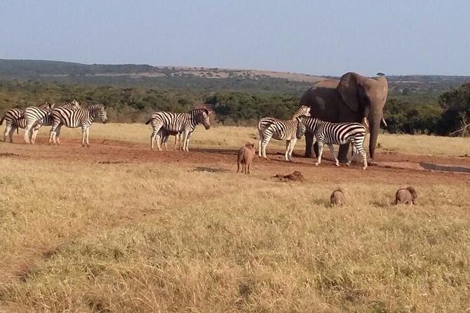 5 Day Cape to Addo Safari - Garden Route Small Group Tour - Transportation and Group Size