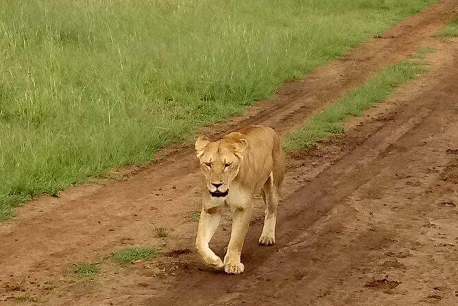 5-Day Crescent Island, HellS Gate, Naivasha, Amboseli National Park - Authentic Experiences that Make this Tour Stand Out