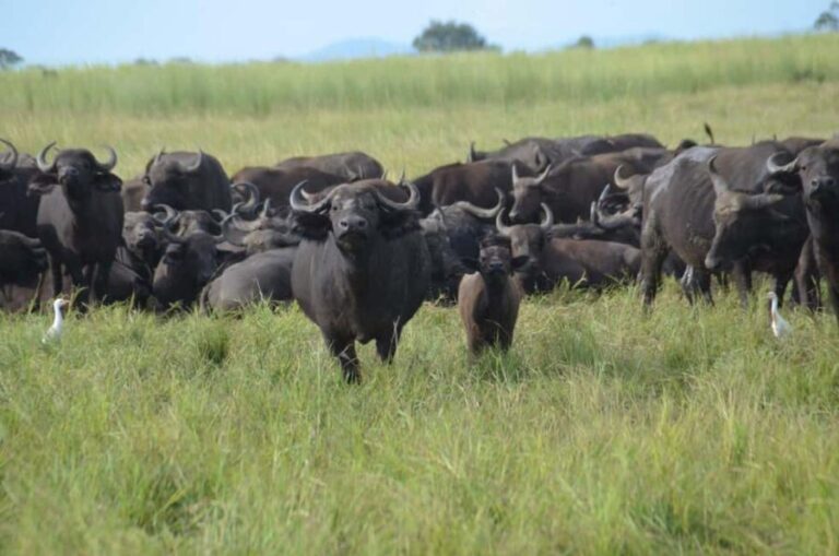 5-day cultural safari Mikumi & Nyerere National Parks - Analyzing the Value