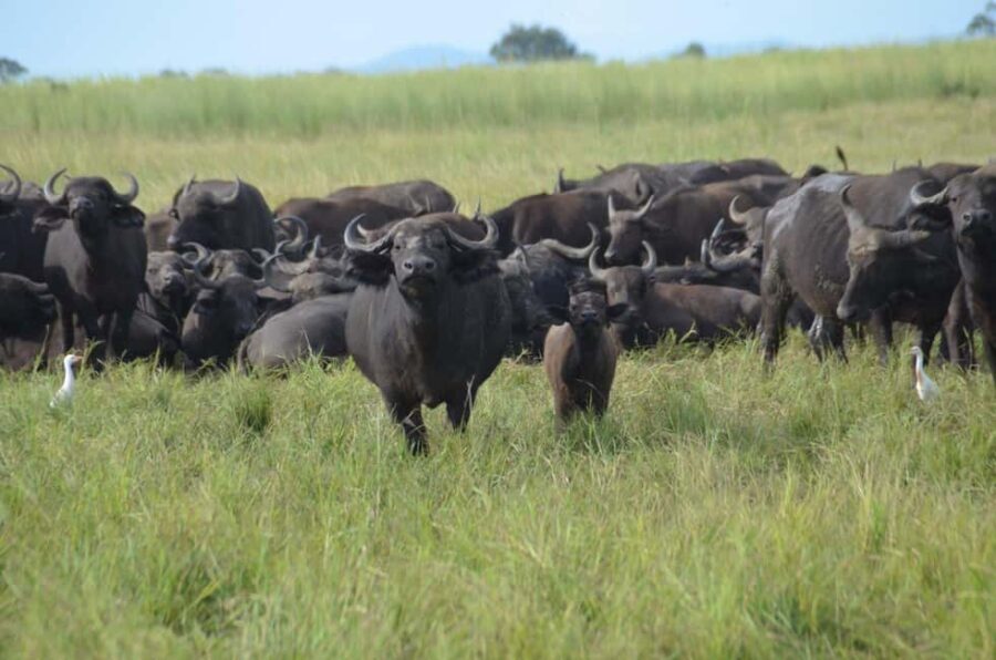 5-day cultural safari Mikumi & Nyerere National Parks - Analyzing the Value