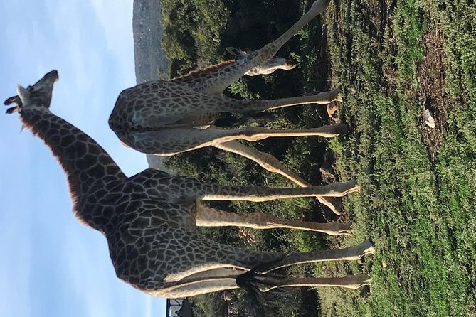 5 Day Garden Route Tour and Addo Elephant National Park - Day 4: Adventure and Wildlife at the Garden Route Game Lodge