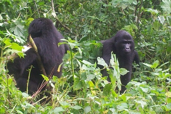 5 Day Gorillas and White Water Rafting Uganda Safari Adventure - An In-Depth Look at the 5-Day Safari Experience