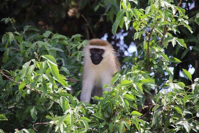 5 Day Gorillas, Wildlife and Kalinzu Forest Chimp Trek - Cost and Value