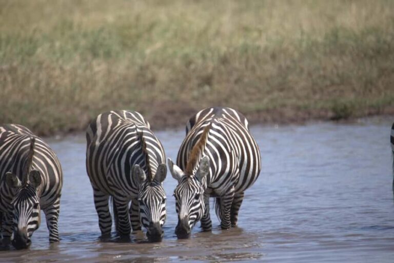 5-Day Join Group Northern Tanzania Safari - Who Will Love This Safari?