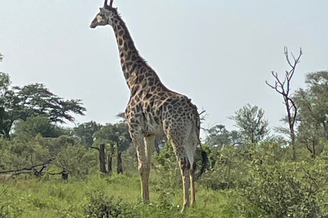 5 Day Kingdom of eSwatini, Kruger National Park & Panorama Route - The Wildlife Safari: Kruger’s Majestic Big Game