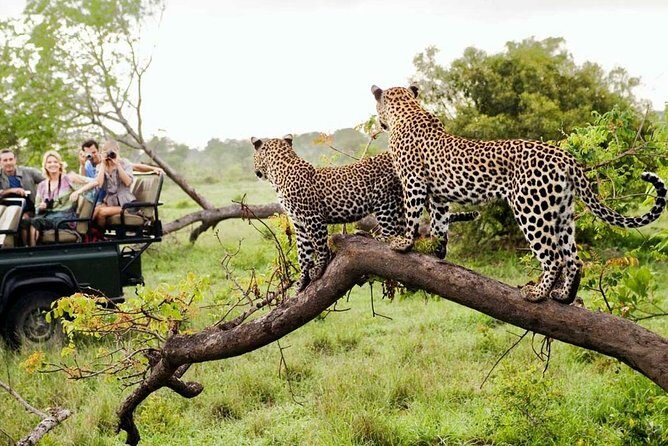 5 Day Kruger National Park and Panorama Route Safari - What the Tour Means for You