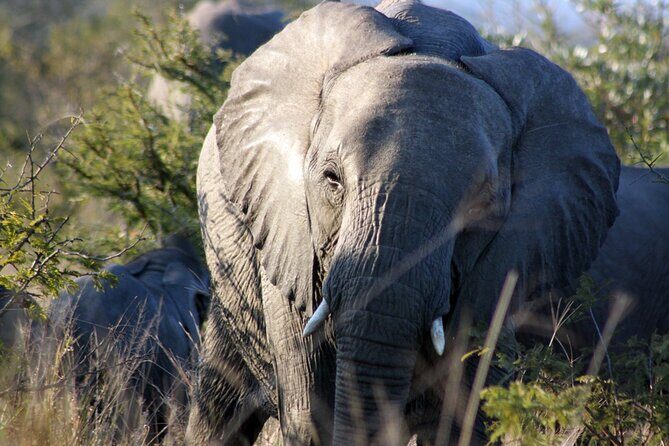 5 Day Kruger National Park tour - Day-by-Day Breakdown: What to Expect