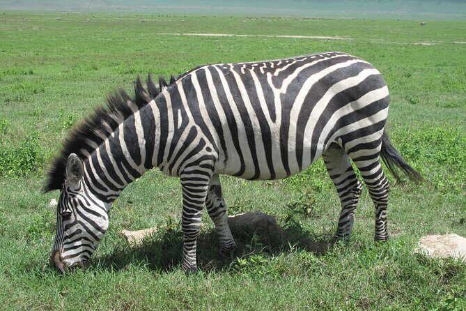 5-Day Lake Manyara, Serengeti, Ngorongoro Crater and Tarangire - FAQ