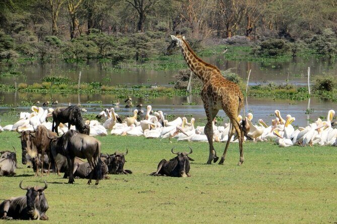 5-Day Masai Mara Lake Nakuru and Naivasha Small-group Safari Tour - Authentic Experiences and Practical Details