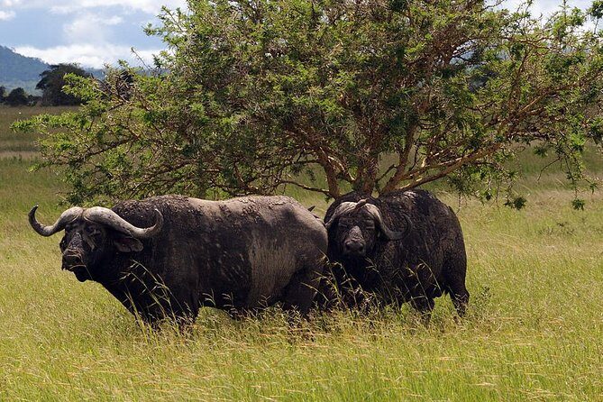 5-Day Mikumi & Ruaha Tanzania Wildlife Lodge Safari - FAQ