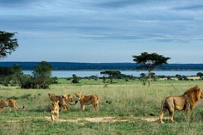 5-Day Murchison Falls, Budongo Chimps, Wildlife Big 5 Safari - Day 4: Chimpanzee Trekking in Budongo Forest