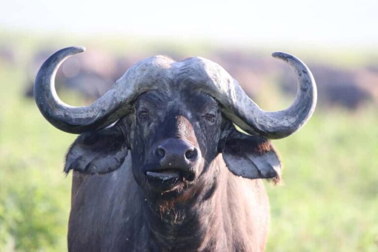 5-Day Nature and Wildlife Exploration Across Tanzanias - Who is This Tour Best For?