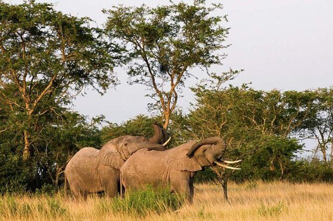 5-Day Pearl of Africa Chimps and Gorilla Trekking Safari - The Value of the Tour