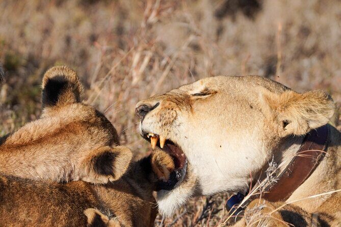 5-Day Private midrange Tour in Arusha with Airport Pickup - Practical Considerations