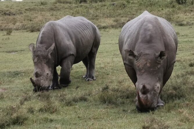 5-Day Safari in Maasai Mara, Lake Nakuru and Naivasha - Why This Tour Offers Good Value