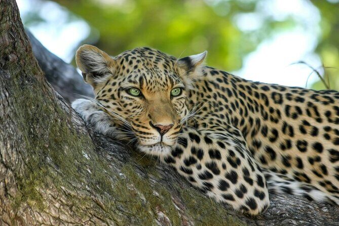 5-Day Safari Symphony: Tarangire, Serengeti & Ngorongoro Marvels - The Itinerary: A Closer Look at the Journey