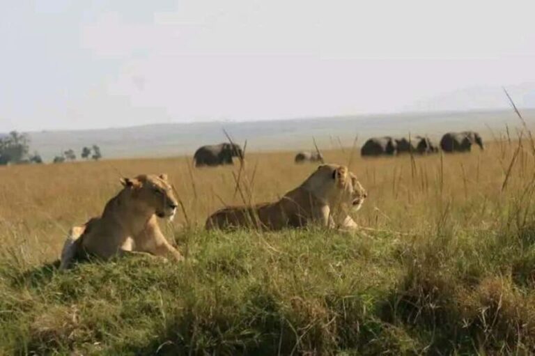 5-Day Safari to Amboseli, Tsavo West,Taita & Tsavo East - What This Tour Means for You