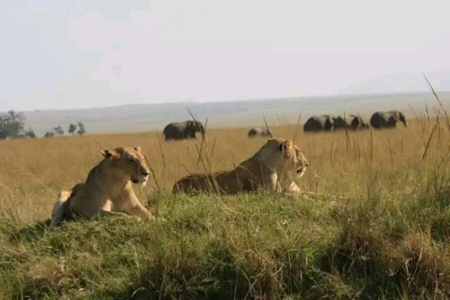 5-Day Safari to Amboseli, Tsavo West,Taita & Tsavo East - What This Tour Means for You