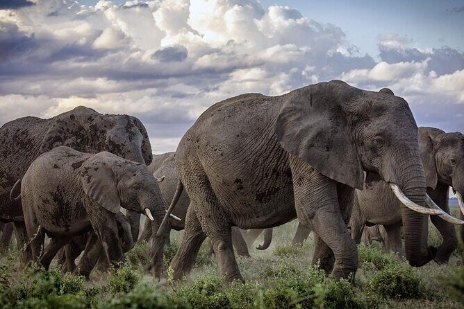 5-Day Safari Tour in 3 National Parks - Day-by-Day Breakdown