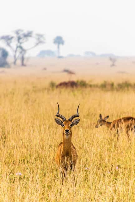 5-day Safari - What You’ll Love About This Safari