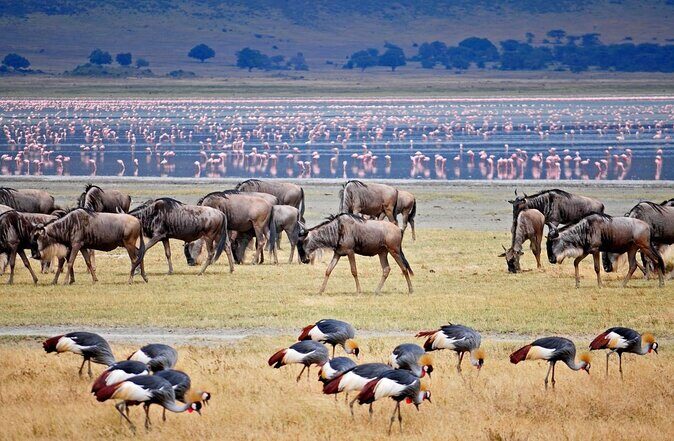 5 Day: Scenic Northern Circuit Safari - Transportation & Accommodation